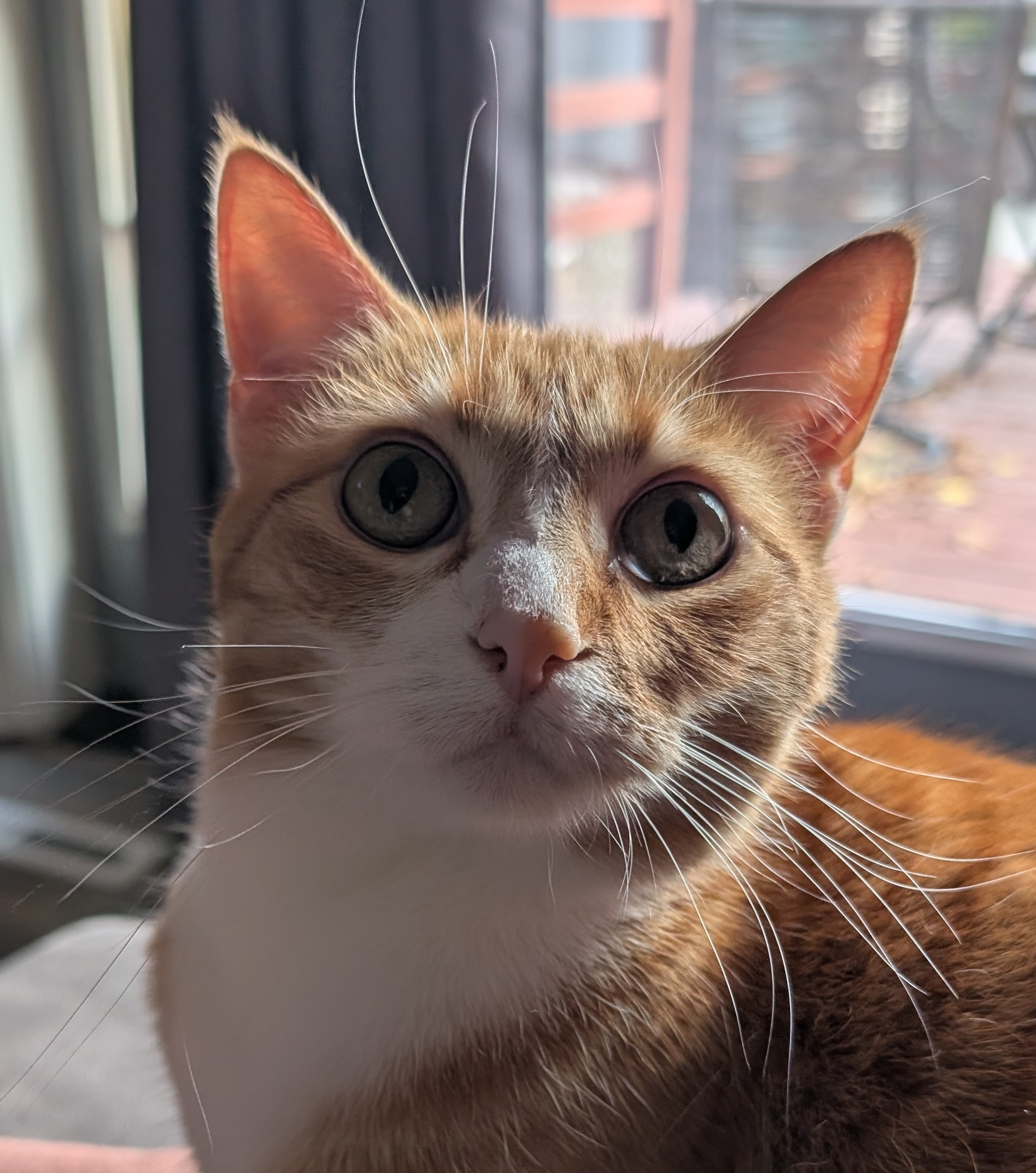 Cinnamon